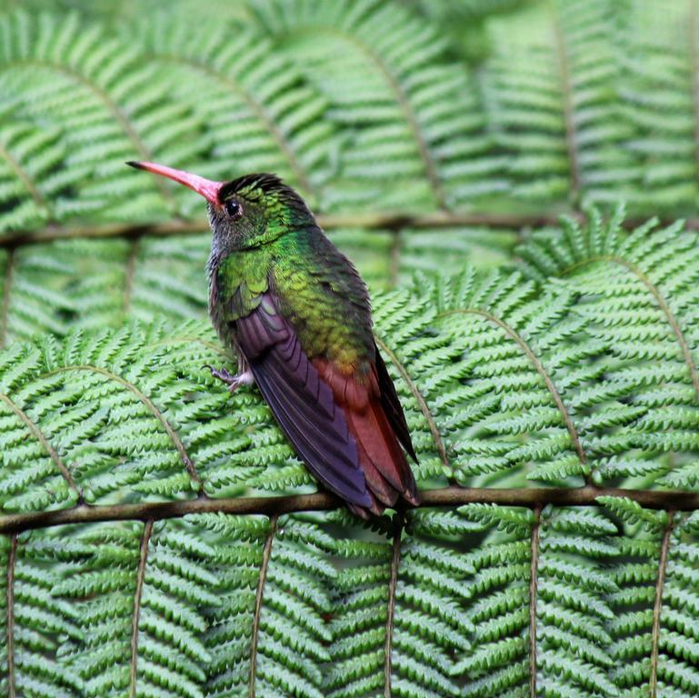 Saguamby Mindo Lodge Eksteriør bilde