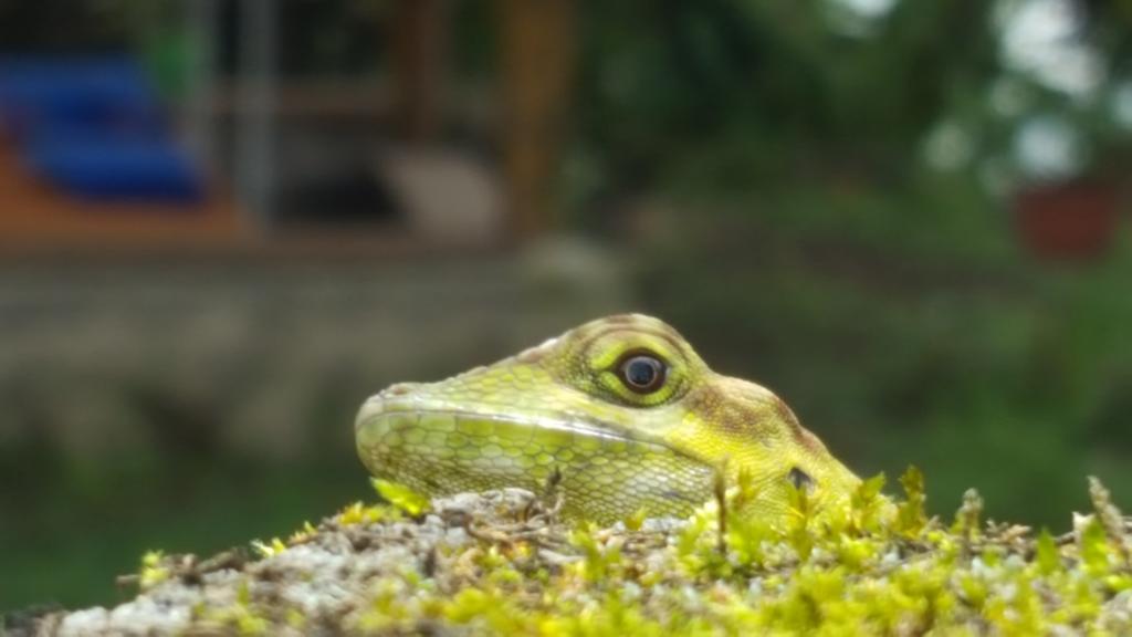 Saguamby Mindo Lodge Eksteriør bilde